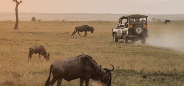 Bush & Safari